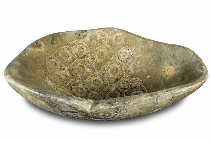 Polished Fossil Coral (Actinocyathus) Dish - Morocco #312168
